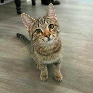 A tabby cat with green eyes sitting on a wooden floor, looking up.