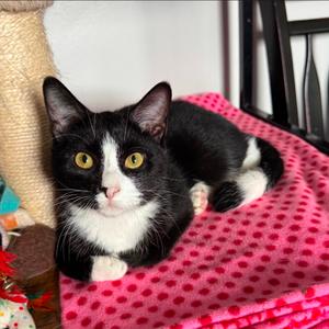 Dill, adult, available for adoption