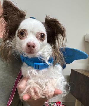 Lily, Chihuahua, adult, available for adoption