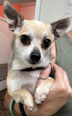 Meeko, Chihuahua, adult, available for adoption