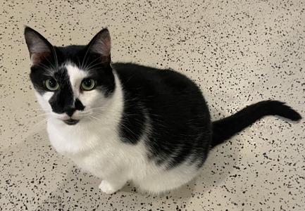 Domini (courtesy listing Paul Valle), adult, available for adoption