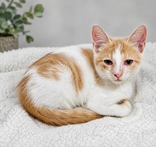 Klinger, kitten, available for adoption