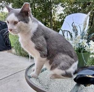 Buddy, young, available for adoption