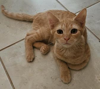 A ginger cat lying on a tiled floor, looking directly at the camera.