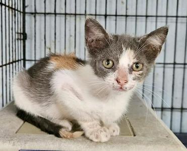 Abigail, kitten, available for adoption