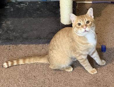 Buddy (courtesy listing-Paul Valle), young, available for adoption