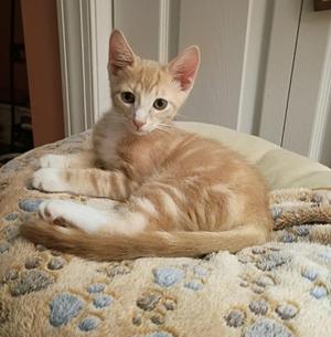 Fluffernutter, young, available for adoption