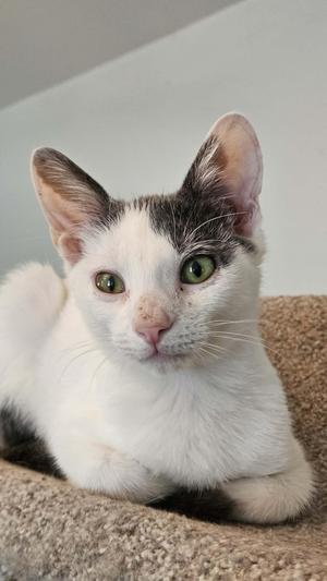 Jorge, kitten, available for adoption