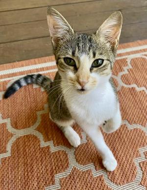 Ally (courtesy listing), kitten, available for adoption