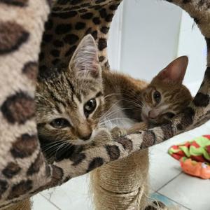 George & Martha (bonded pair), kitten, available for adoption