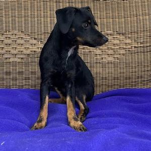 Peewee, Chihuahua, young, available for adoption