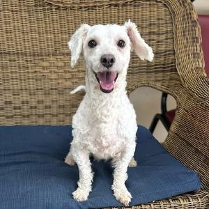 Lady, Poodle, adult, available for adoption