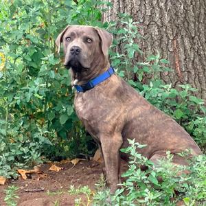 A brindle-colored dog with a blue collar sitting in a garden.