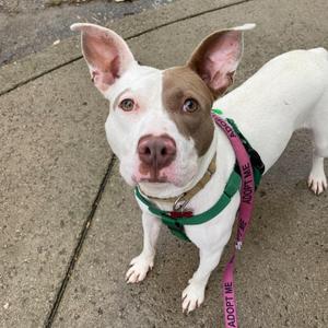 A white and brown dog with large ears standing on a sidewalk, wearing a green harness and a pink leash with the text "ADOPT ME".