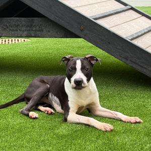 Cinderella, Pit Bull Terrier / Mixed Breed, adult, available for adoption