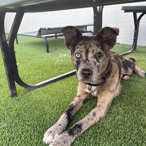 Biltmore, Catahoula Leopard Dog / Mixed Breed, young, available for adoption