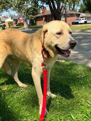 Gilbert, Yellow Labrador Retriever / Mixed Breed, adult, available for adoption