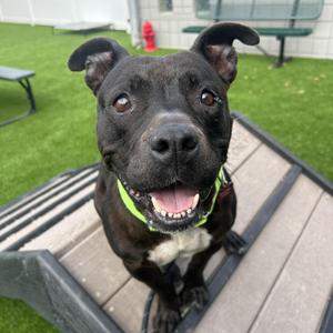 Eloise, American Staffordshire Terrier / Mixed Breed, adult, available for adoption