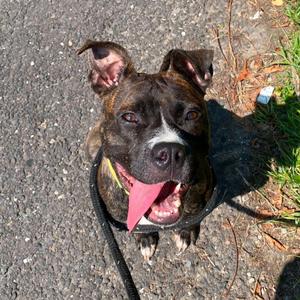 Cherish, Pit Bull Terrier / Boxer, young, available for adoption