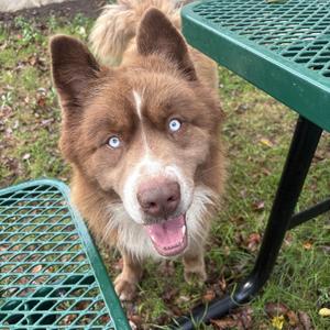 Clifford, Husky, adult, available for adoption