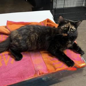 Moonlight, young, available for adoption