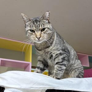 A tabby cat sitting on a white surface with a colorful background.