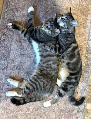 Tipper & Sassy Frassy (bonded brothers), young, available for adoption