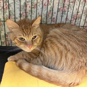 Timber, young, available for adoption