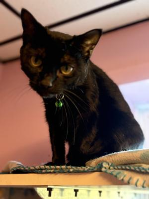 A black cat with yellow eyes sitting on a surface, wearing a collar with a green tag.