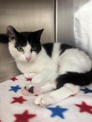 Sheila, young, available for adoption