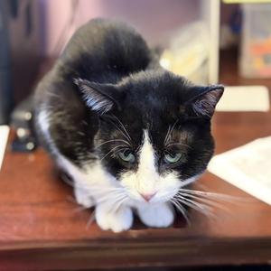 Carnie (FIV), adult, available for adoption