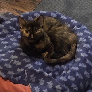 A tortoiseshell cat with green eyes is lying on a blue blanket with white patterns. The cat is curled up and appears to be resting.