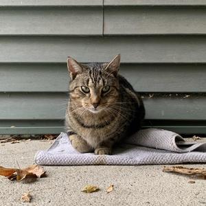 Cleo, adult, available for adoption