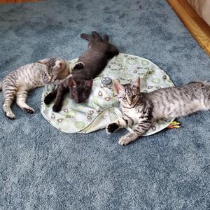 Three kittens playing on a blanket on a carpeted floor