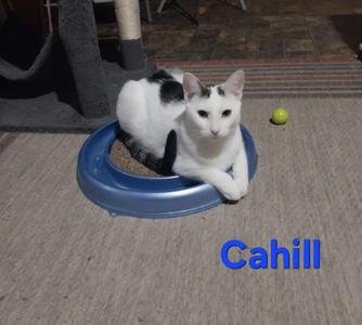 A black and white cat sits in a blue dish with the name Cahill written on the carpet below it.