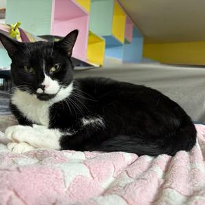 Scorch, young, available for adoption