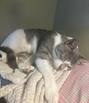 A gray and white cat sleeping on a blanket