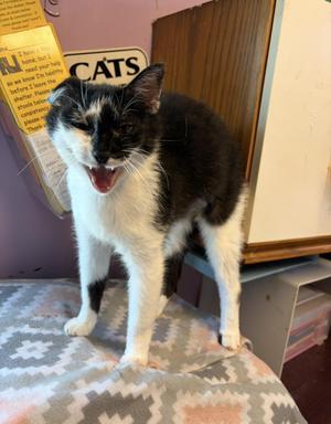 Seville, adult, available for adoption