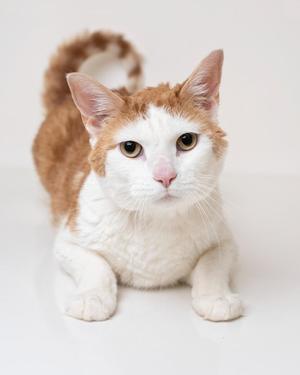 A white and orange cat lying on a white surface