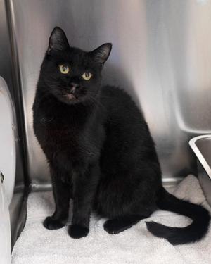 Felicity, young, available for adoption