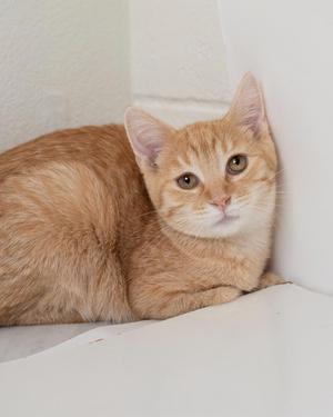 A ginger cat with white paws and chest, lying down and looking directly at the camera.