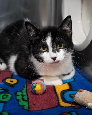 Baloo, kitten, available for adoption