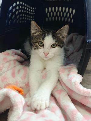 Daisy, kitten, available for adoption
