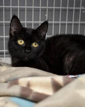 Hiccup, kitten, available for adoption