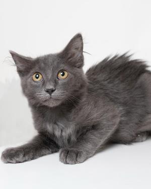 A gray cat with yellow eyes lying down on a white background.