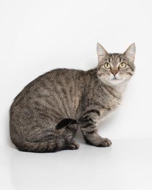 A gray tabby cat sitting on a white surface, looking directly at the camera with its ears perked up.