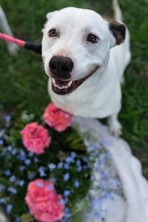 Peach, Pit Bull Terrier, adult, available for adoption