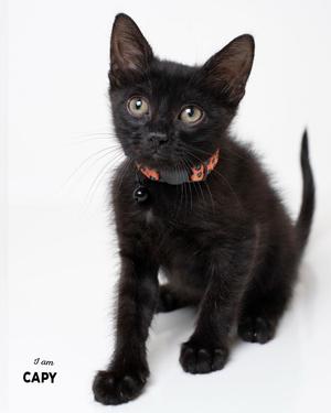 A black kitten with large green eyes and a collar, sitting on a white background.
