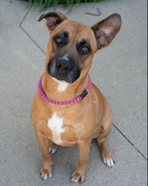 a brown dog with a pink collar sitting on a sidewalk