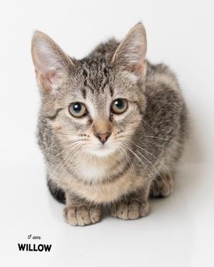 A gray tabby kitten with large, expressive eyes and white fur on its chest and paws, sitting on a white background. The text "I am WILLOW" is written in the bottom left corner.